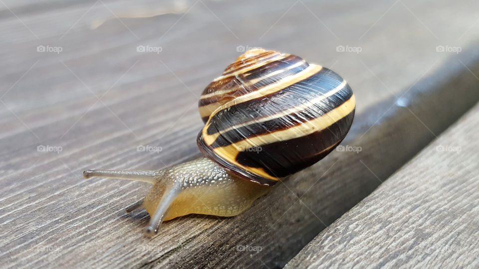 Snail - snigel
