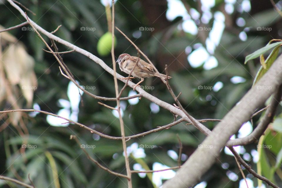 Sparrows are sunbathing