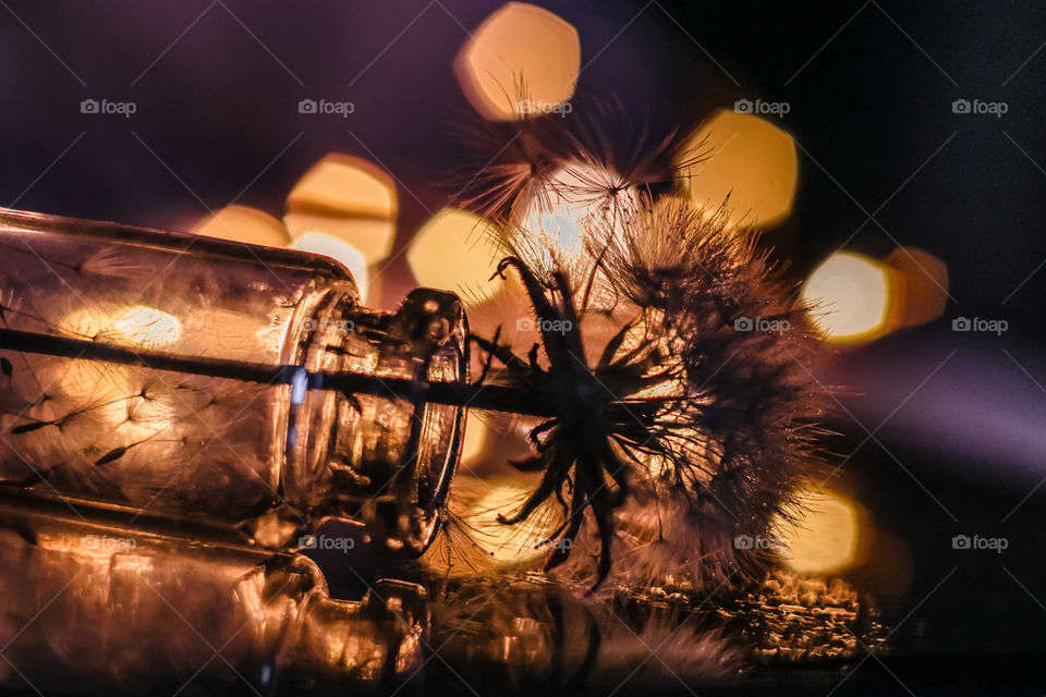 Close-up dandelion on bokeh background