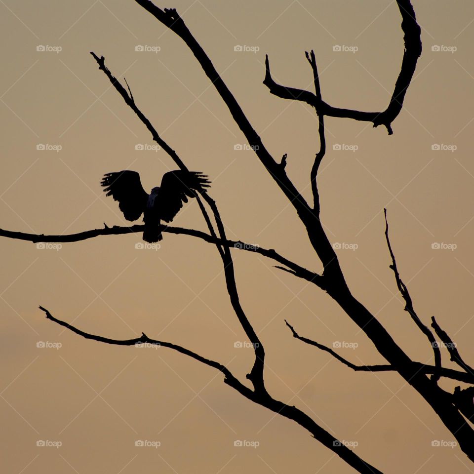 A fish eagle silhouetted at sunset 