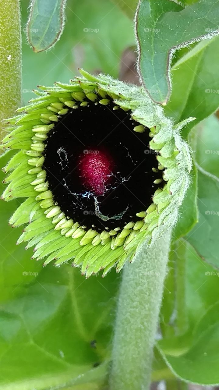 Flora, Nature, Leaf, Summer, Garden