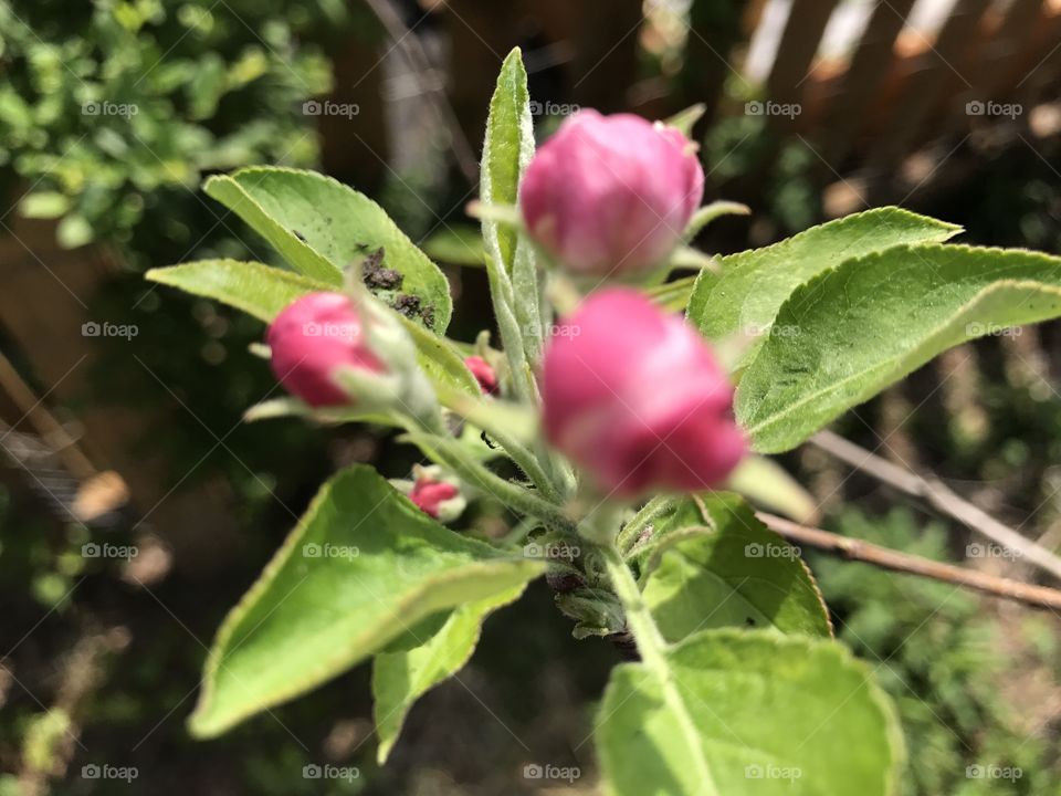 Fruit tree blooms apple