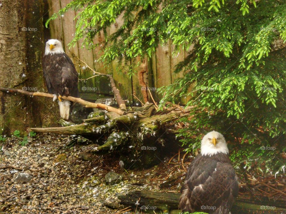 bald eagles