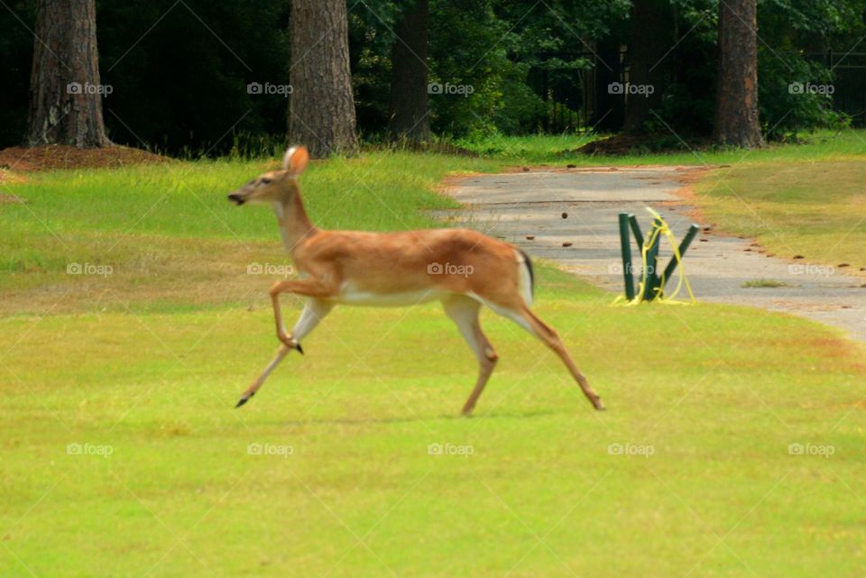 South Carolina Deer 4