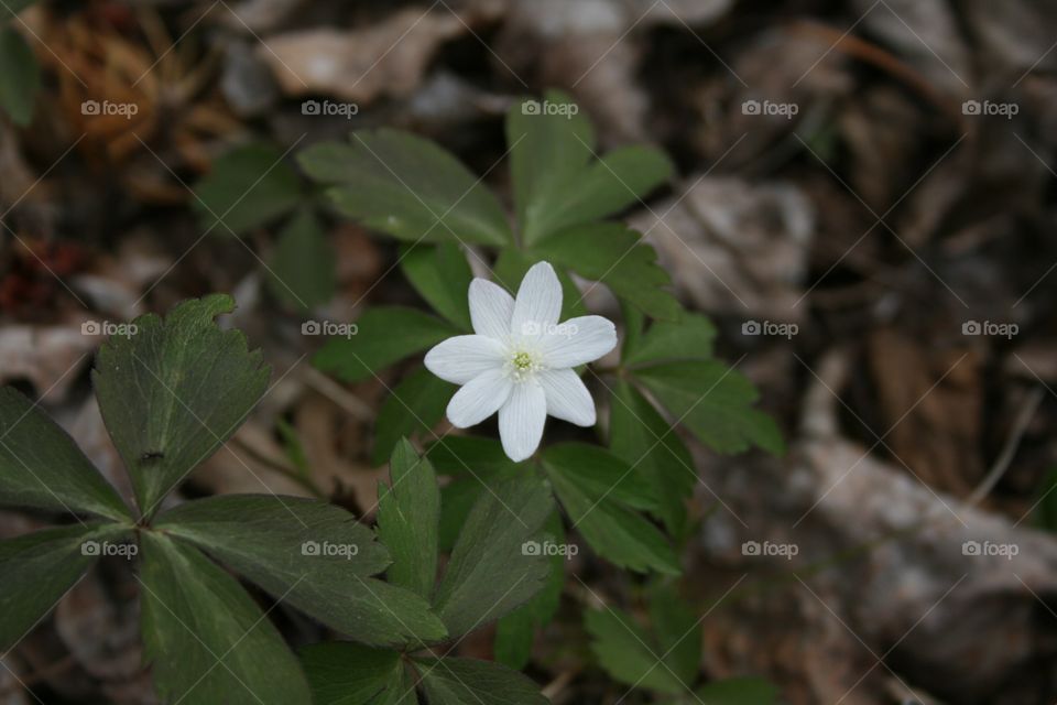 Little single flower