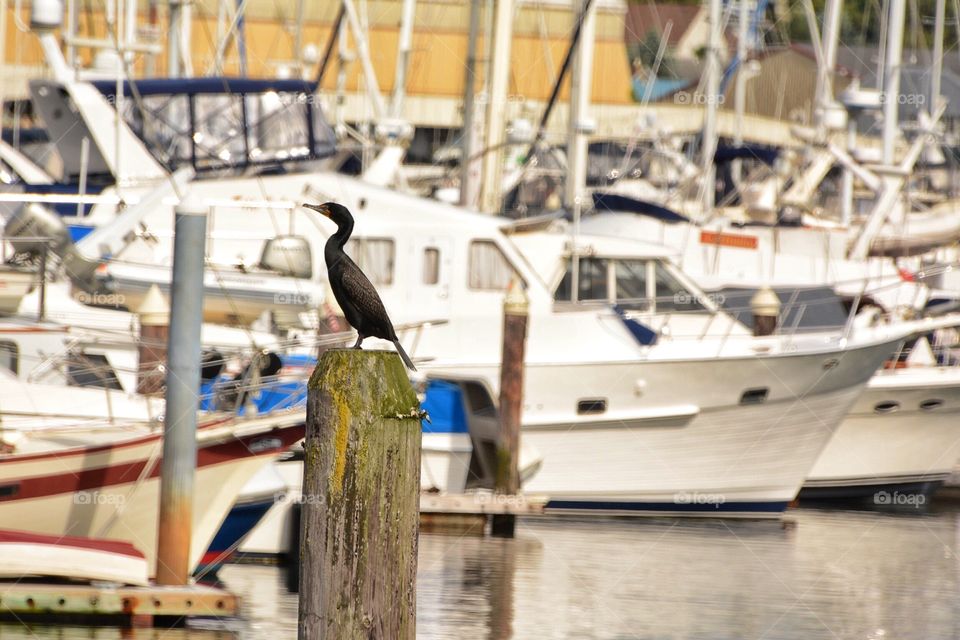 Cormorant at the marina