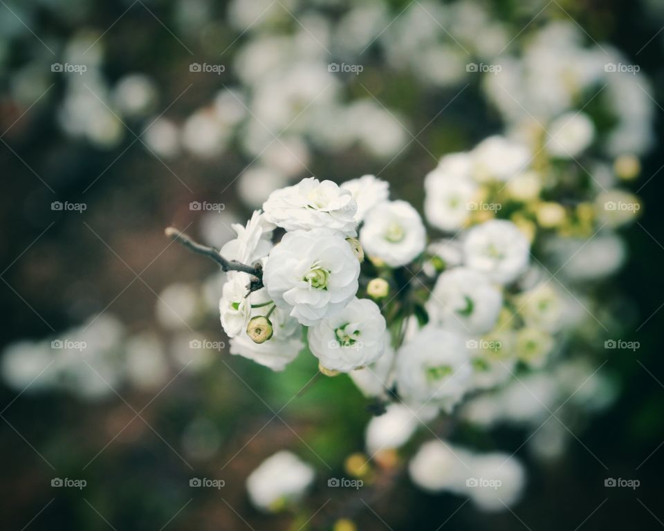 Beautiful bride flowers