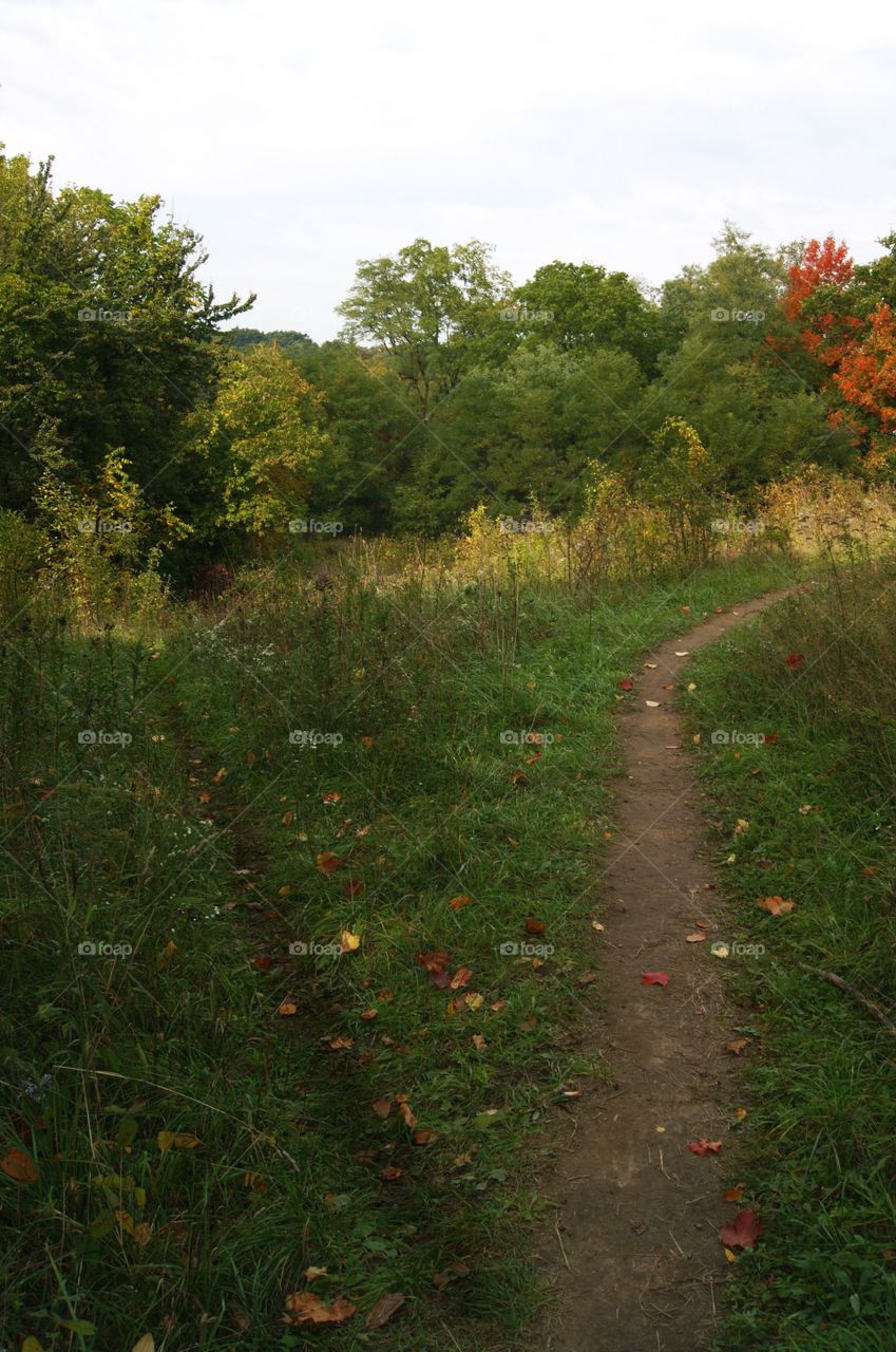 While hiking with my dog in Northville, Michigan, I let him make the decision because I didn't know what to pick!