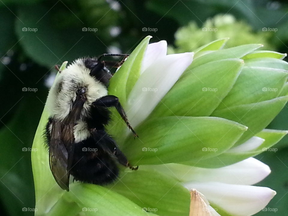 Bumble Bee