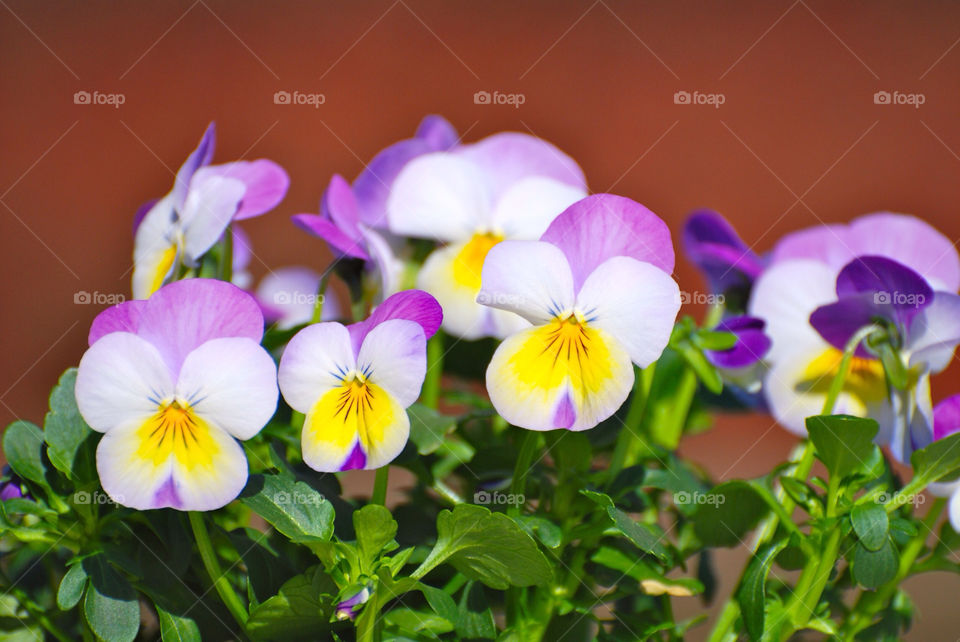 Close-up of plant