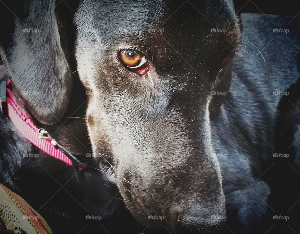 Extreme close-up of black dog