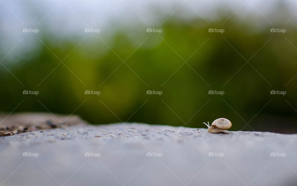 Snail on rock