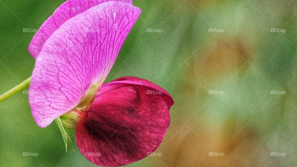 Colores de primavera