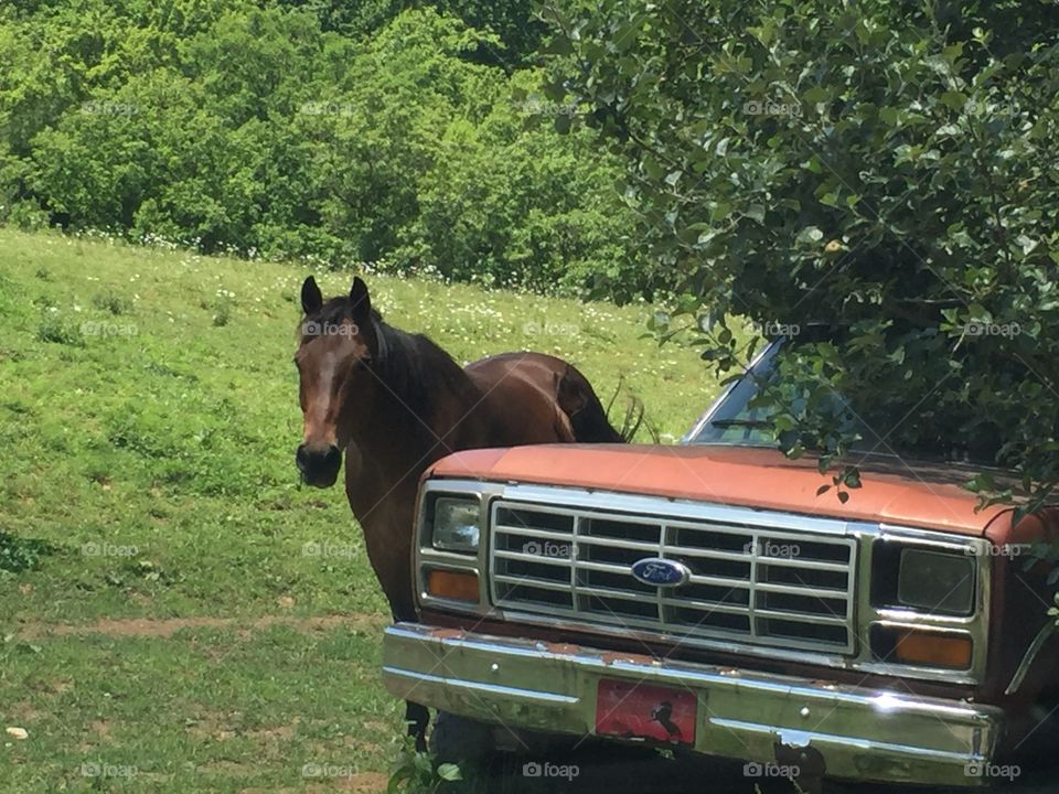 Horse behind a pickup truck 