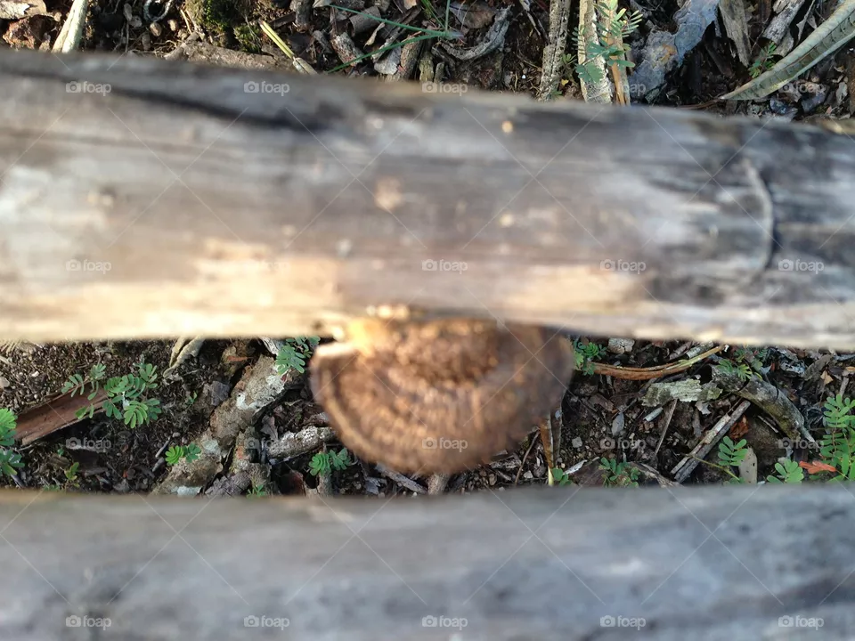 Snail 