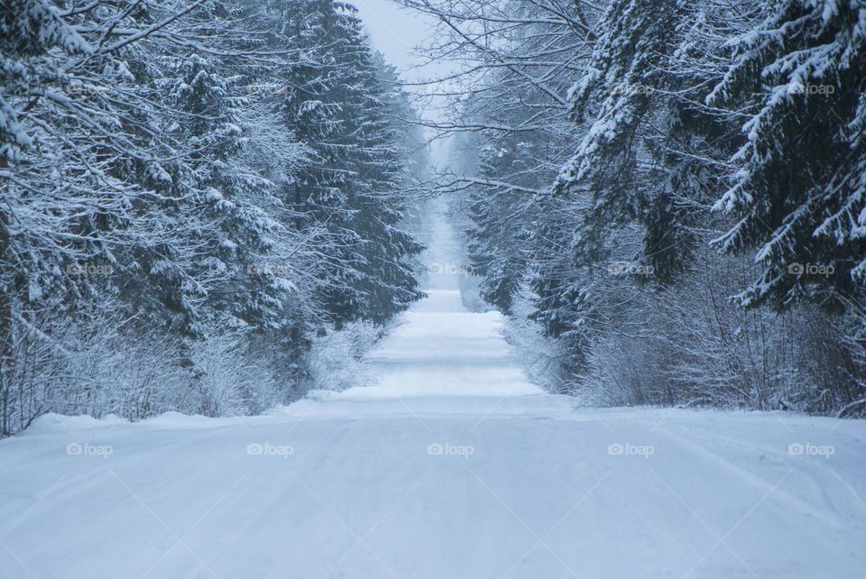 Snow-covered road through the forest