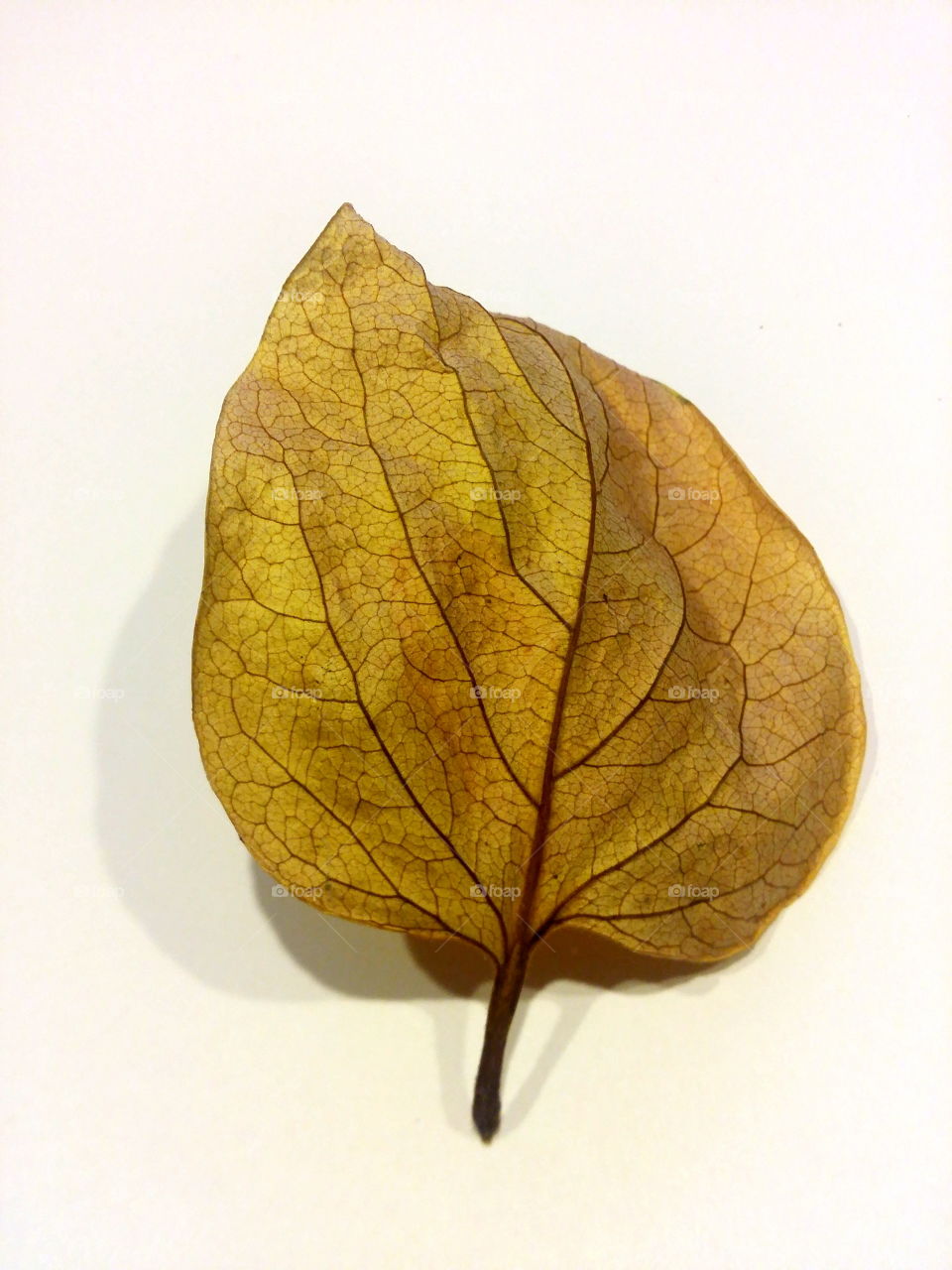 yellow leaf