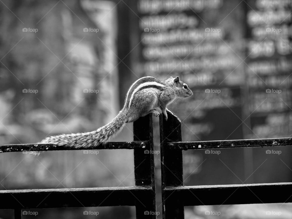 Animal photography - Squirrel - Scouting from a steel gate for food