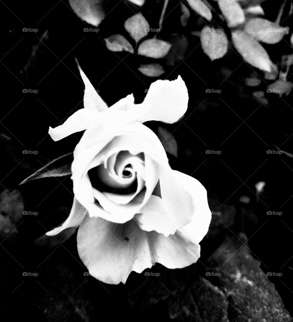 Beautiful 🤍 Rose 🌹  pic in contrast