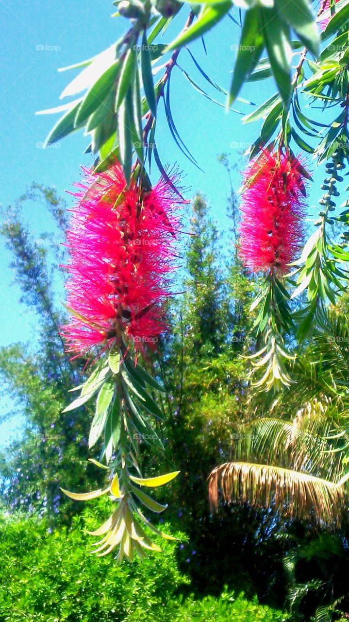 Bottlebrush