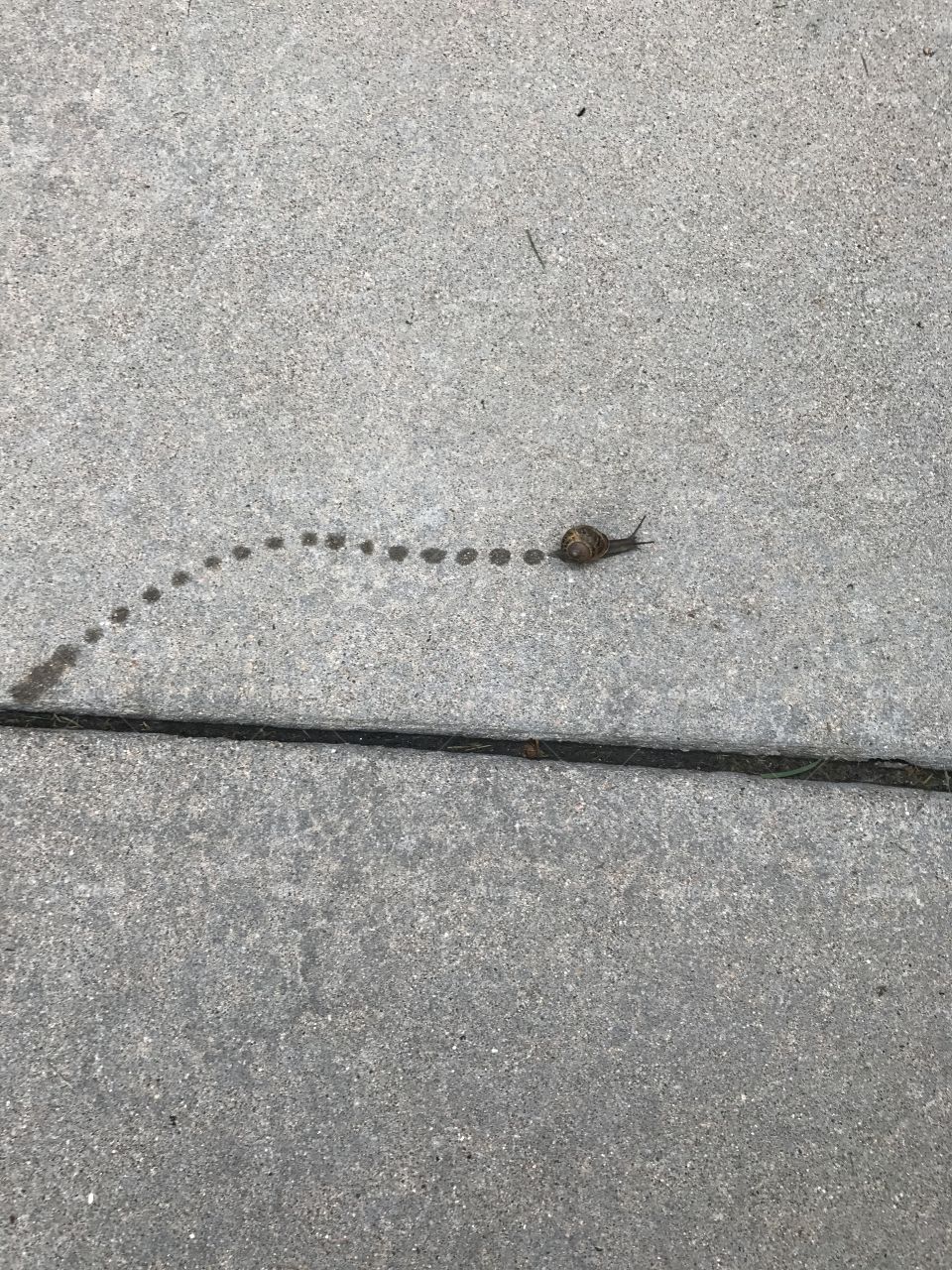 Gastropoda...call me Snail