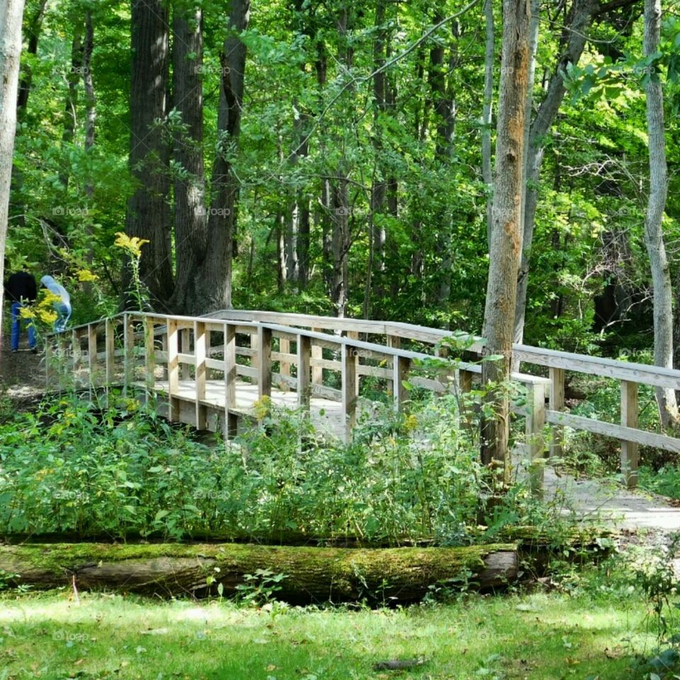 Forest Bridge