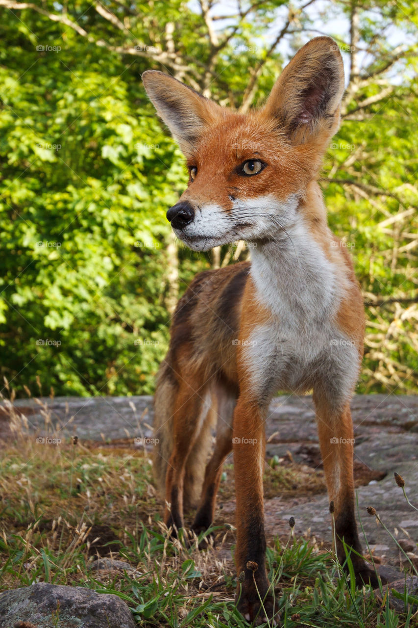 nature closeup fox wildlife by cls