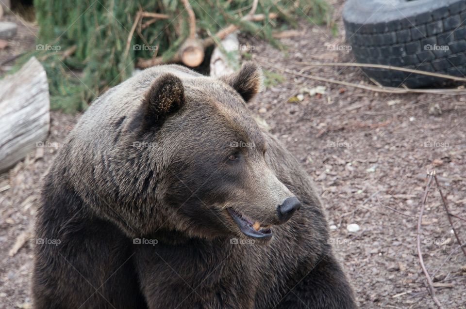 Brown bear 