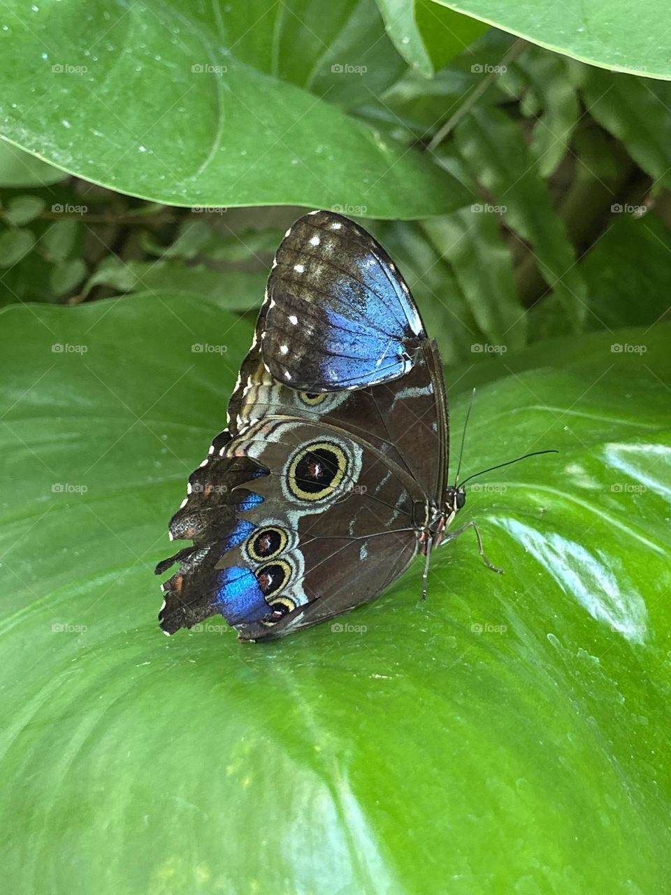 Blue Morpho Butterfly at the Florida Museum of Natural History 