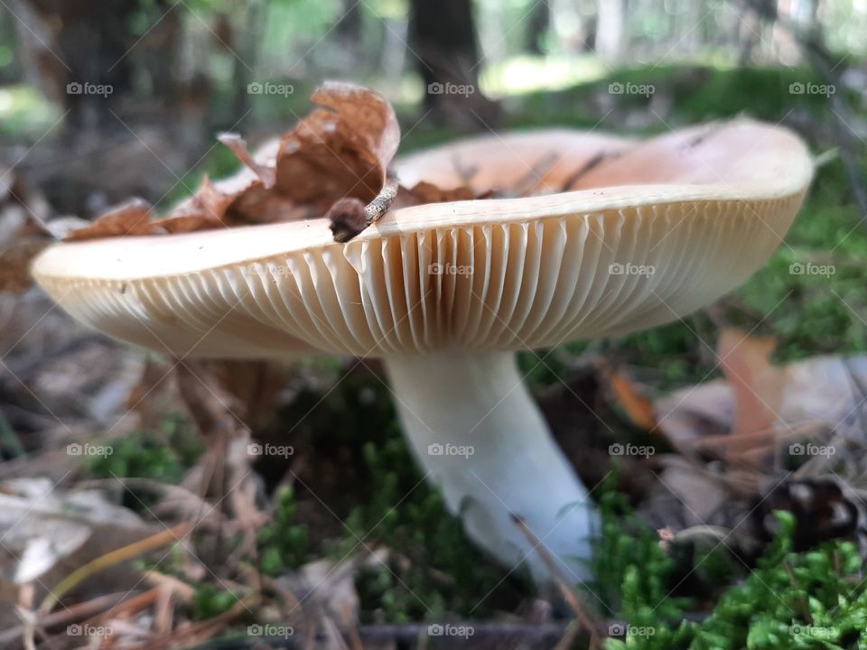 mushroom in forest close up