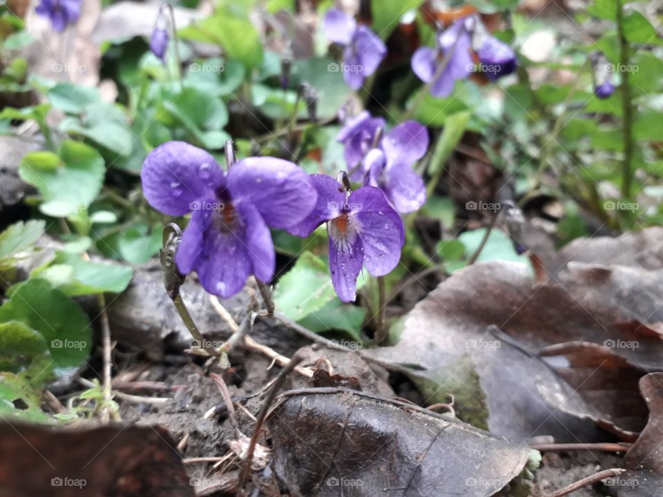 springtime in the wood