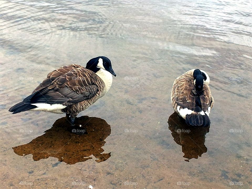 Wild ducks and their reflection