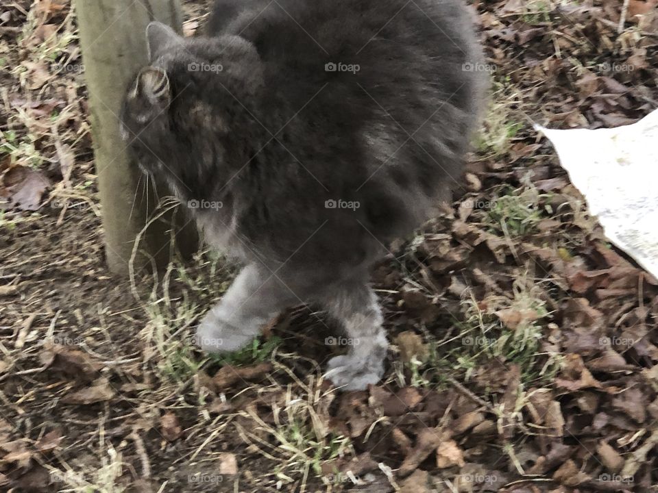 Cute gray kitty outside
