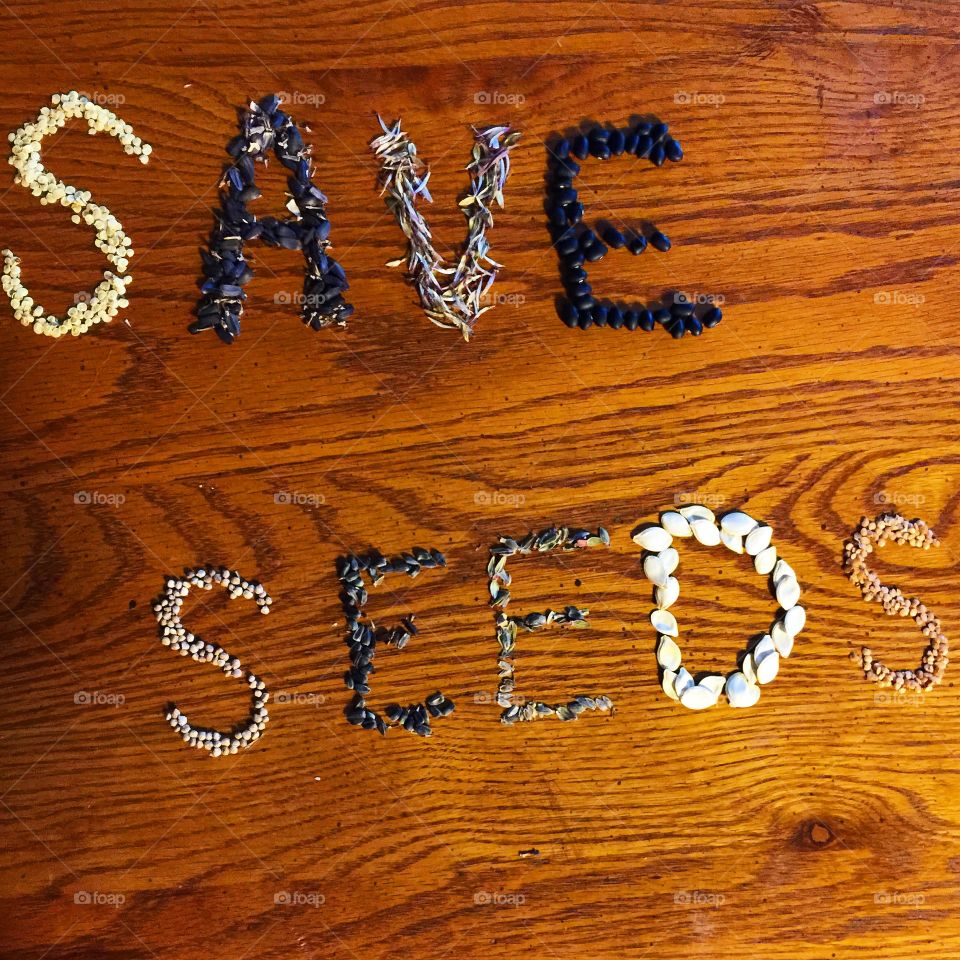 Seed Saving. Saved seeds from Organic homegrown foods