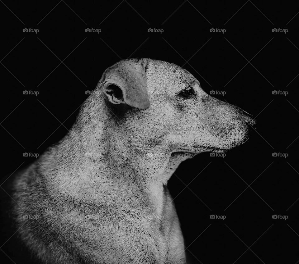 A monochromatic portrait shot of a pet showing the emotion of loneliness and emptiness in absence of love and affection 