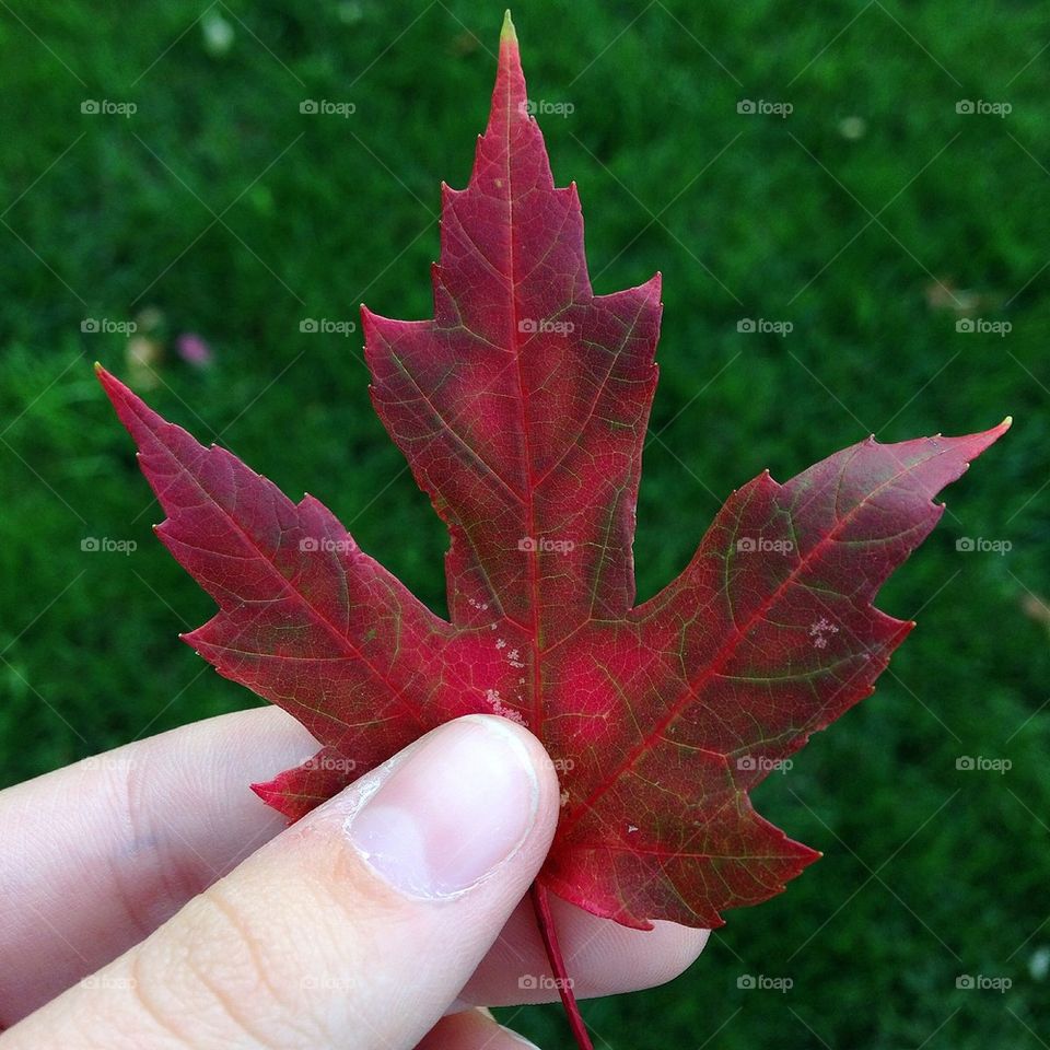 Lone Red Leaf