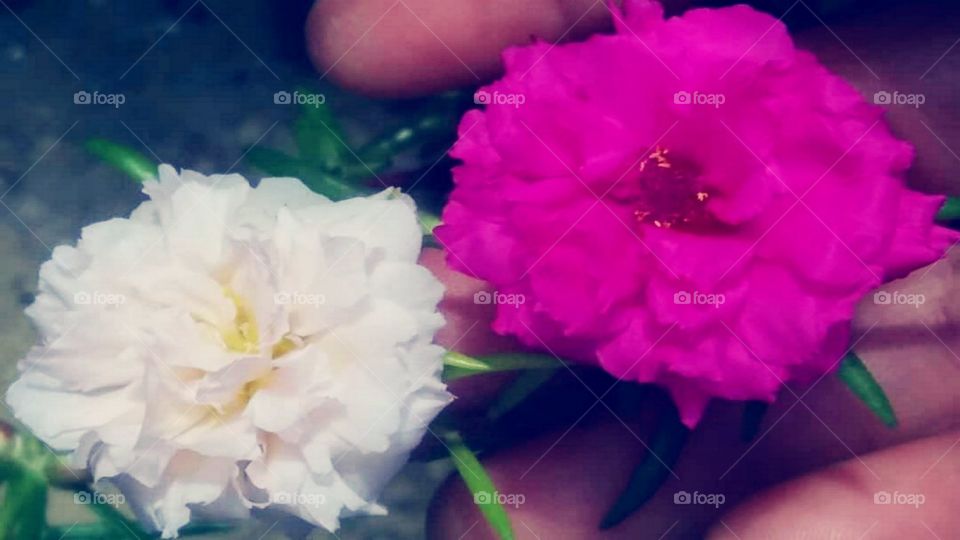 Two flowers with two colors in one hand