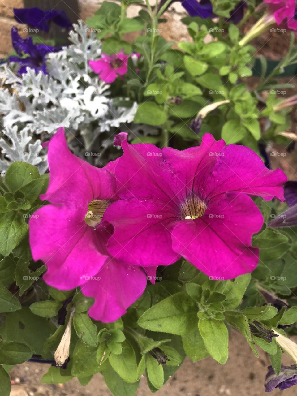 Beautiful pink flowers