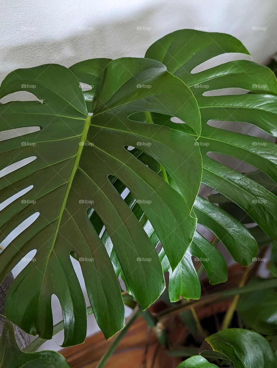 giant green monstera leaves with aerial roots living indoors huge houseplants earth day mission