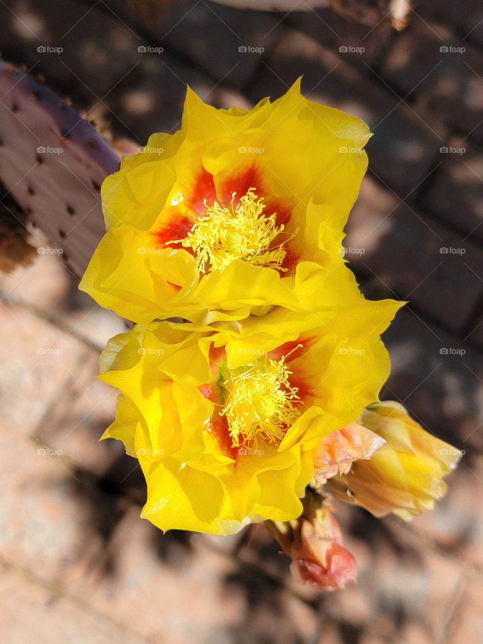Spring time cactus blooms.