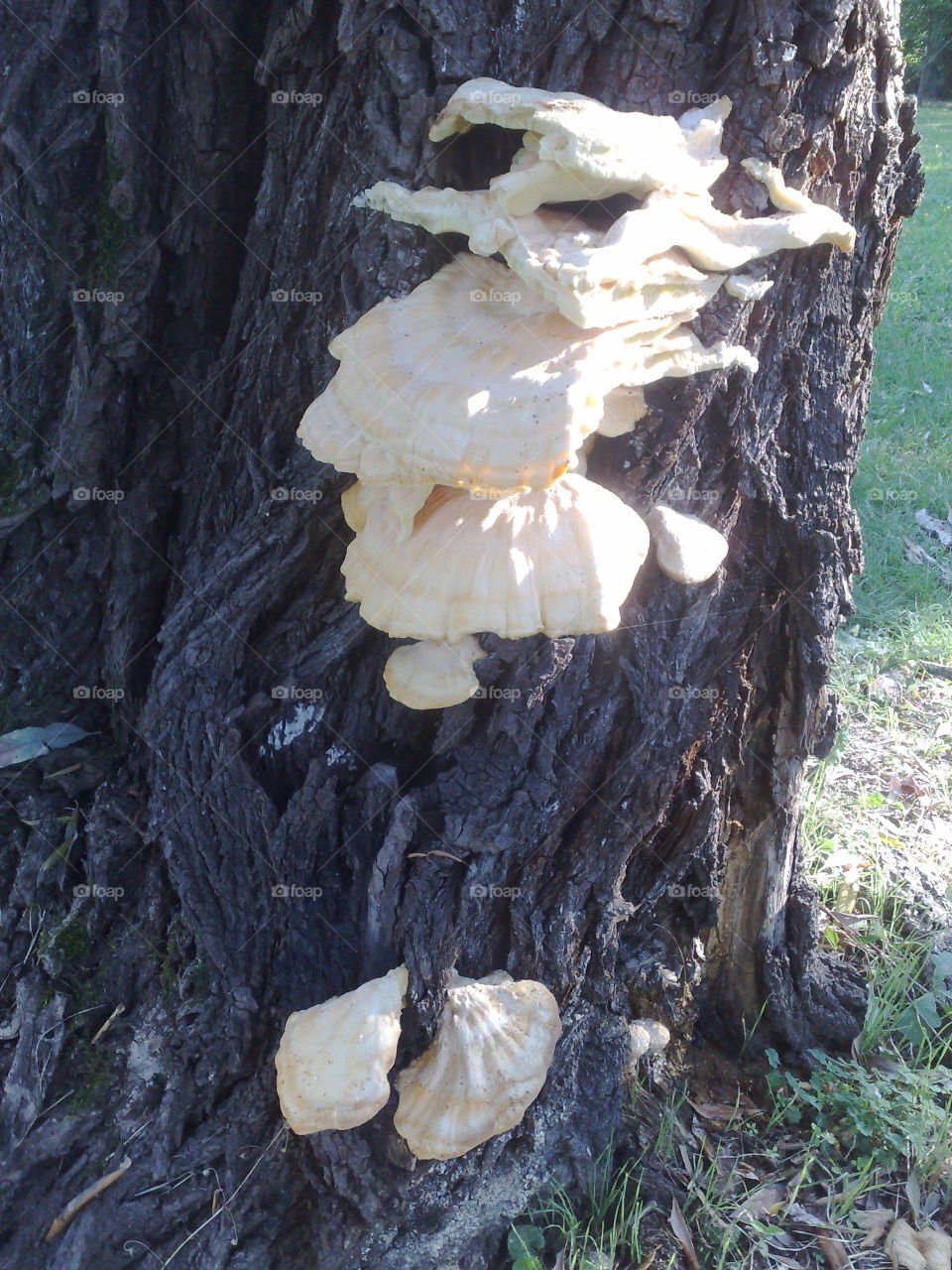 white mushrooms in bark