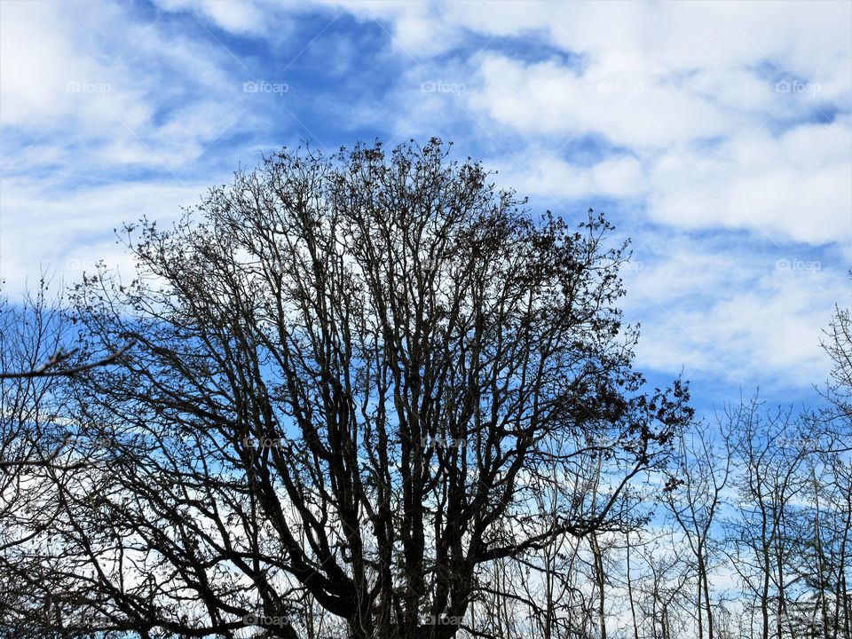 oak and clouds