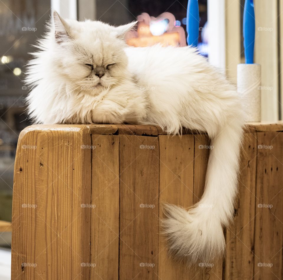 Cute cat in cat cafe shop in Bangkok Thailand