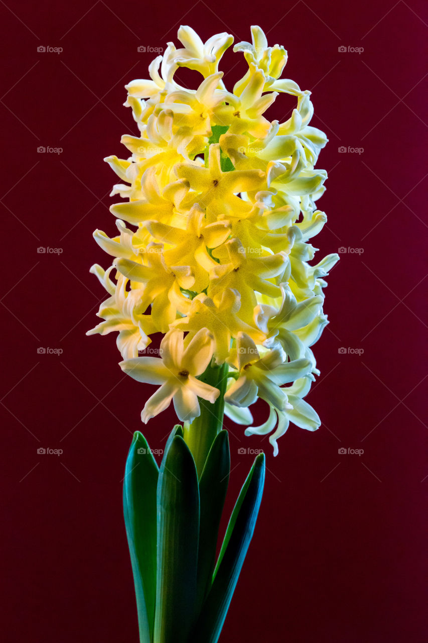 Hyacinth flowers