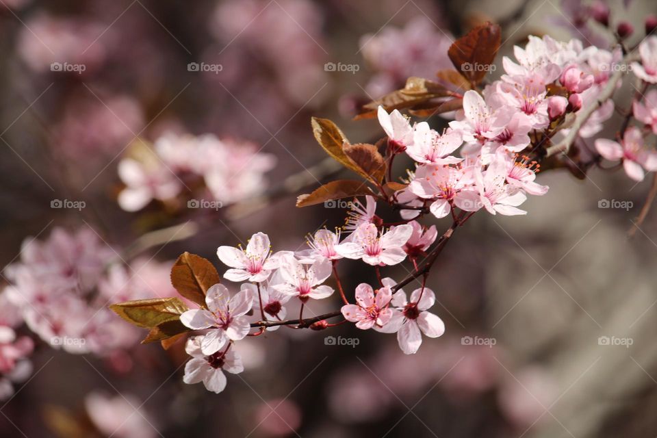 Pink spring flowers