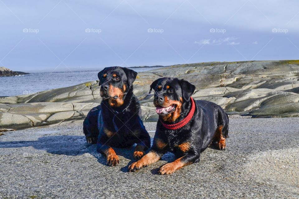 Rottweilers at the coast in Norway 