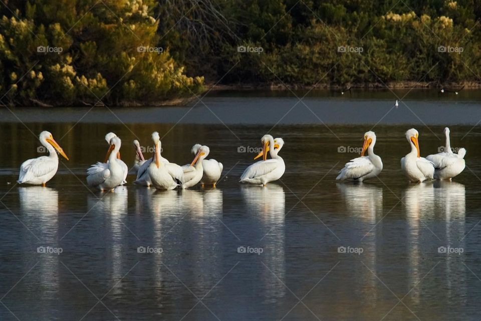 Pelicans enjoy a fish filled pond as they rest from their winter migration