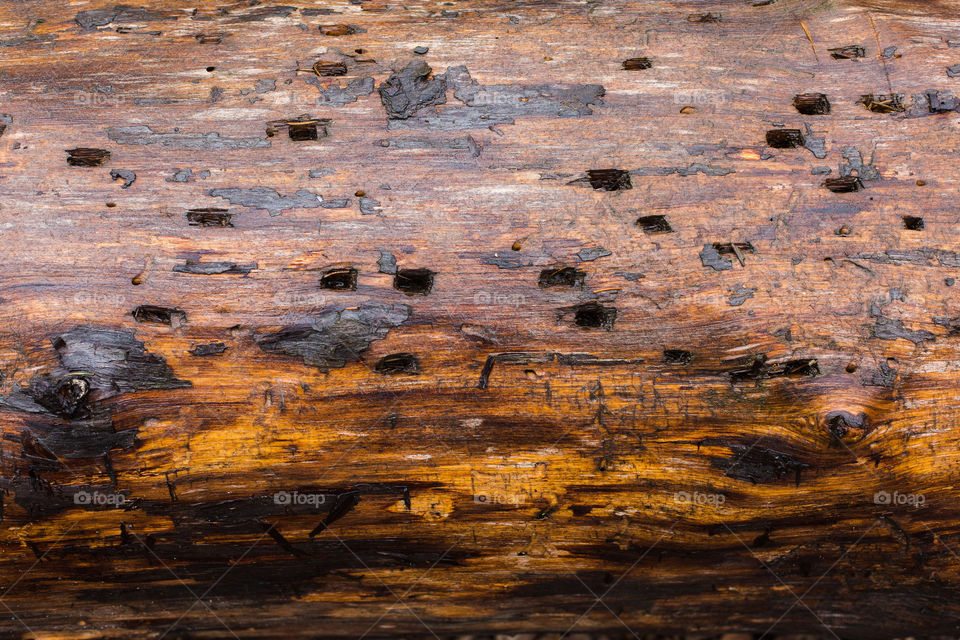 bark of tree. natural wallpaper