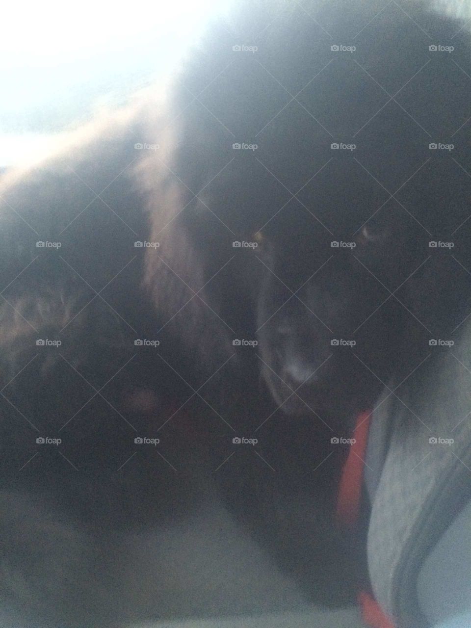 No Person, One, Portrait, Mammal, Snow