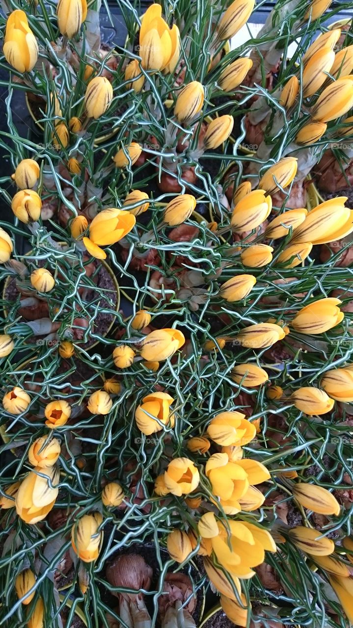 Flower. Yellow crocus